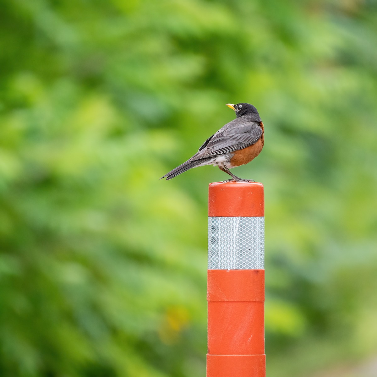 American Robin - ML638294476