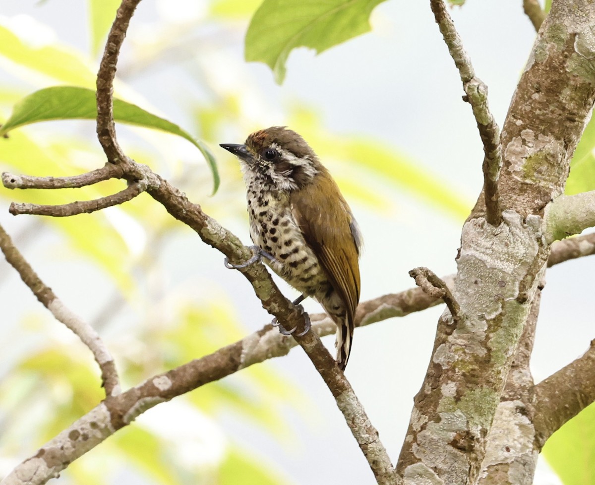 Speckled Piculet - ML638294477
