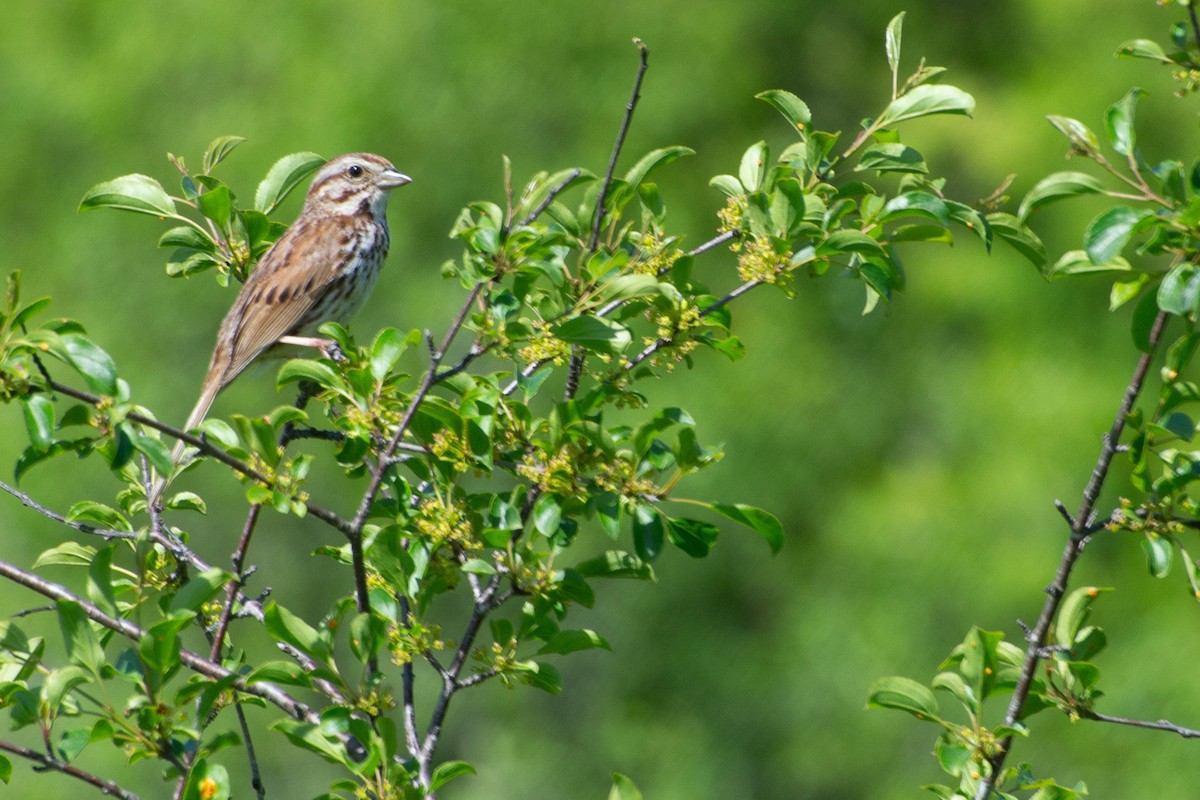 Song Sparrow - ML638294479