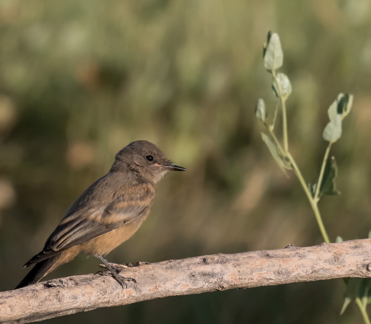 Say's Phoebe - ML638294481