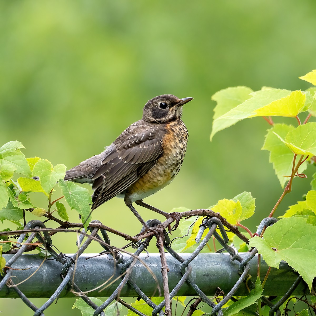 American Robin - ML638294482