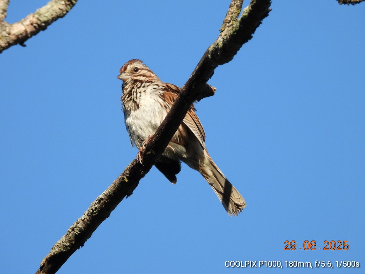 Song Sparrow - ML638294483