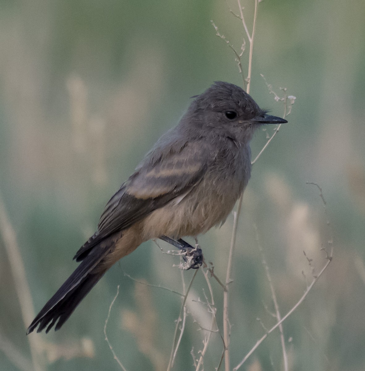 Say's Phoebe - ML638294484