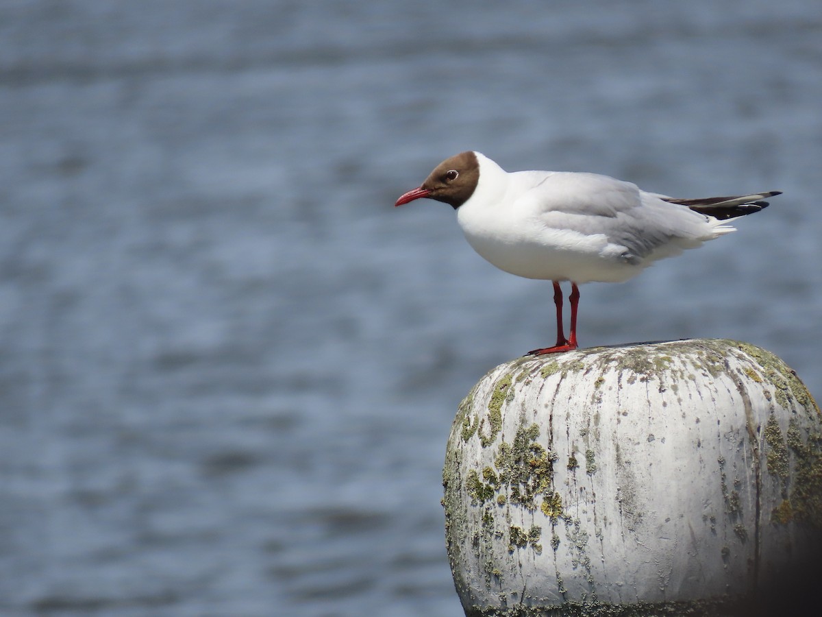Black-headed Gull - ML638294487