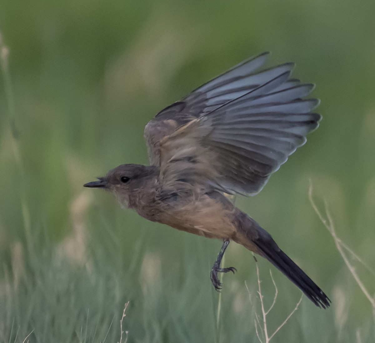 Say's Phoebe - ML638294488