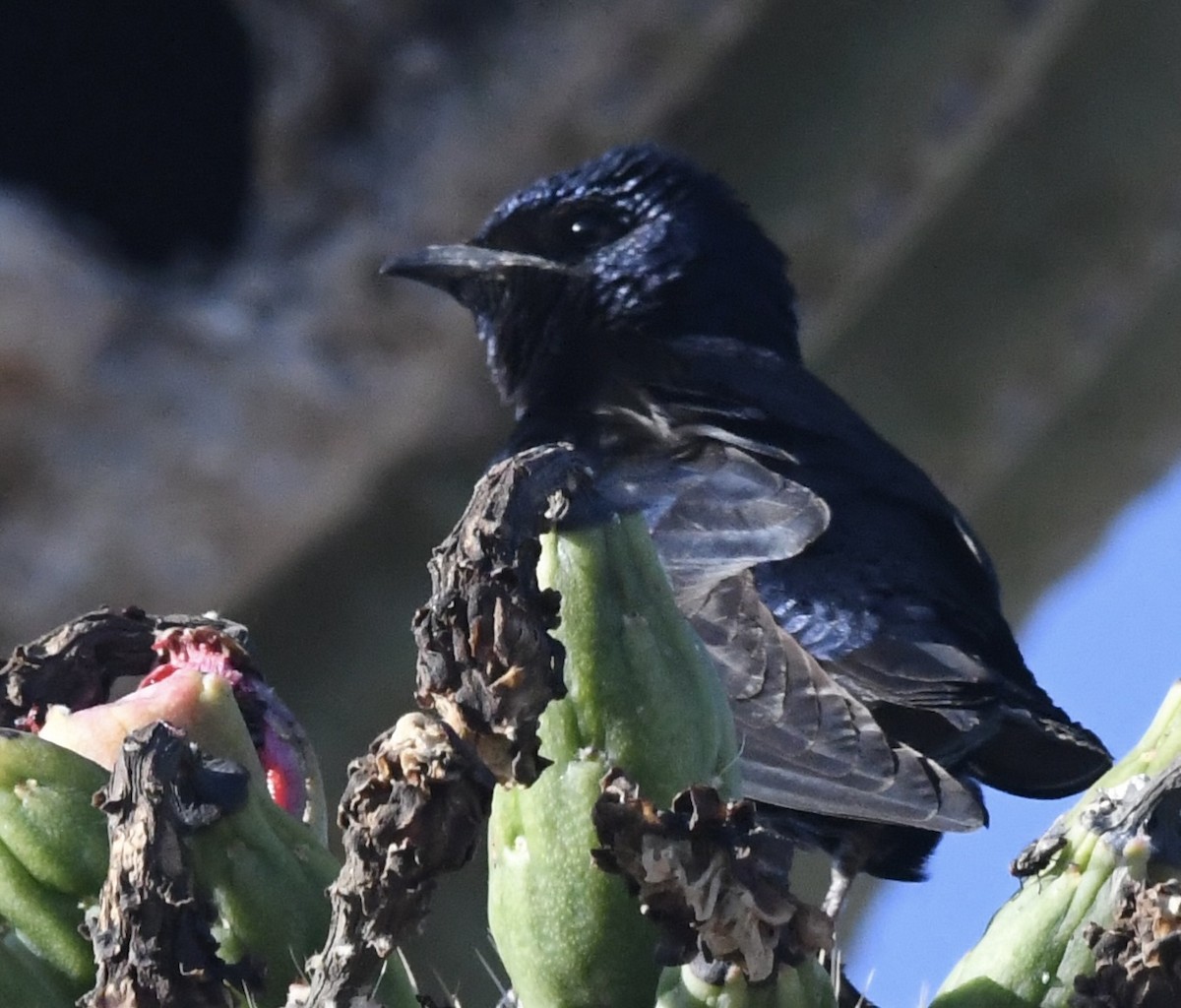 Purple Martin (hesperia) - ML638294489