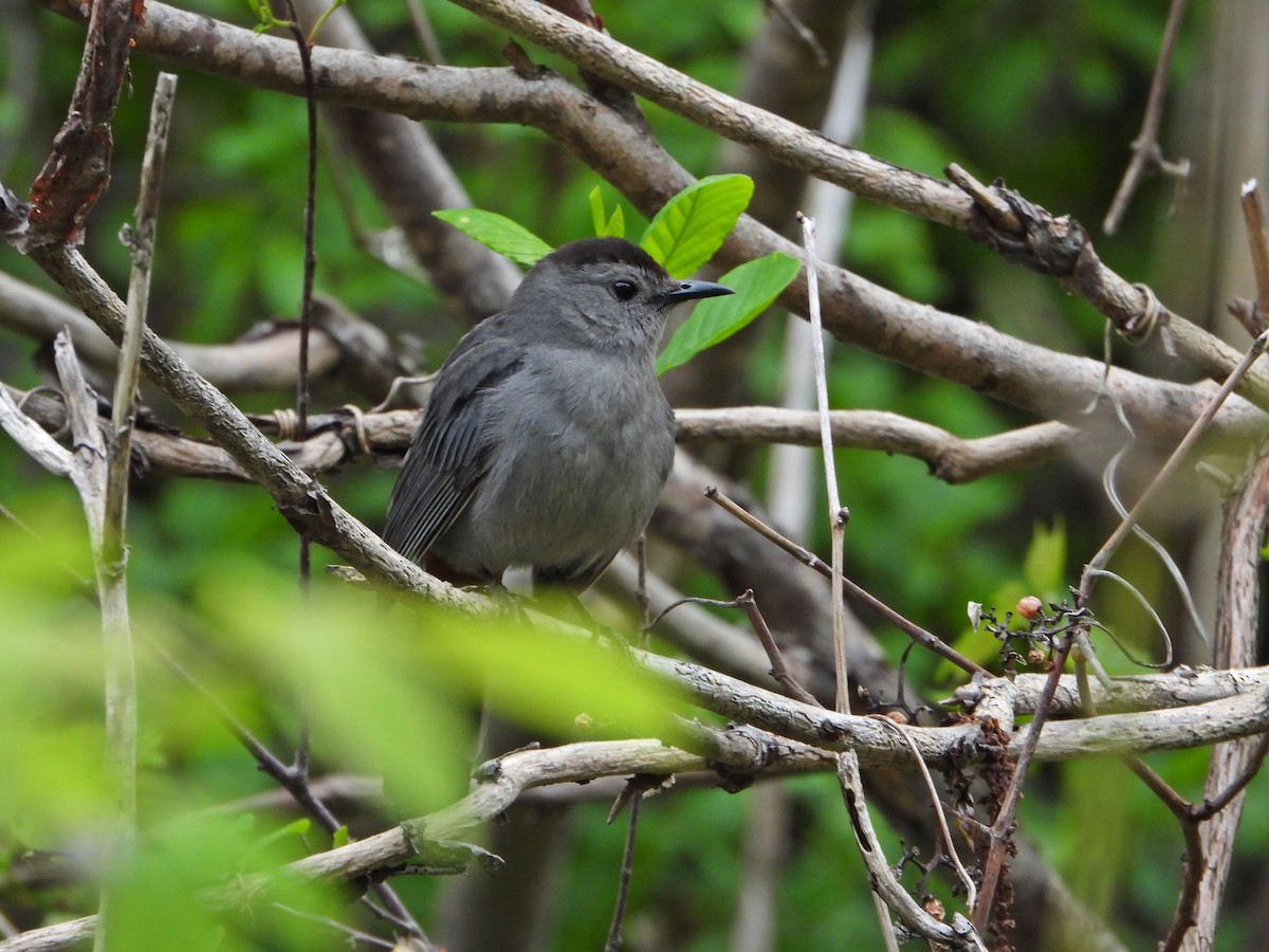 Gray Catbird - ML638294490
