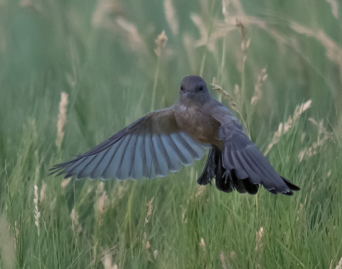 Say's Phoebe - ML638294498