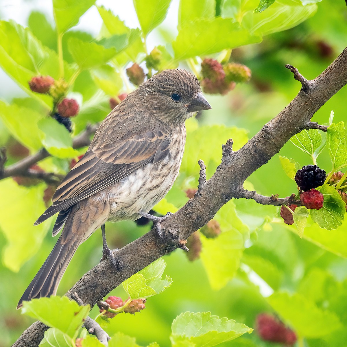 House Finch - ML638294501