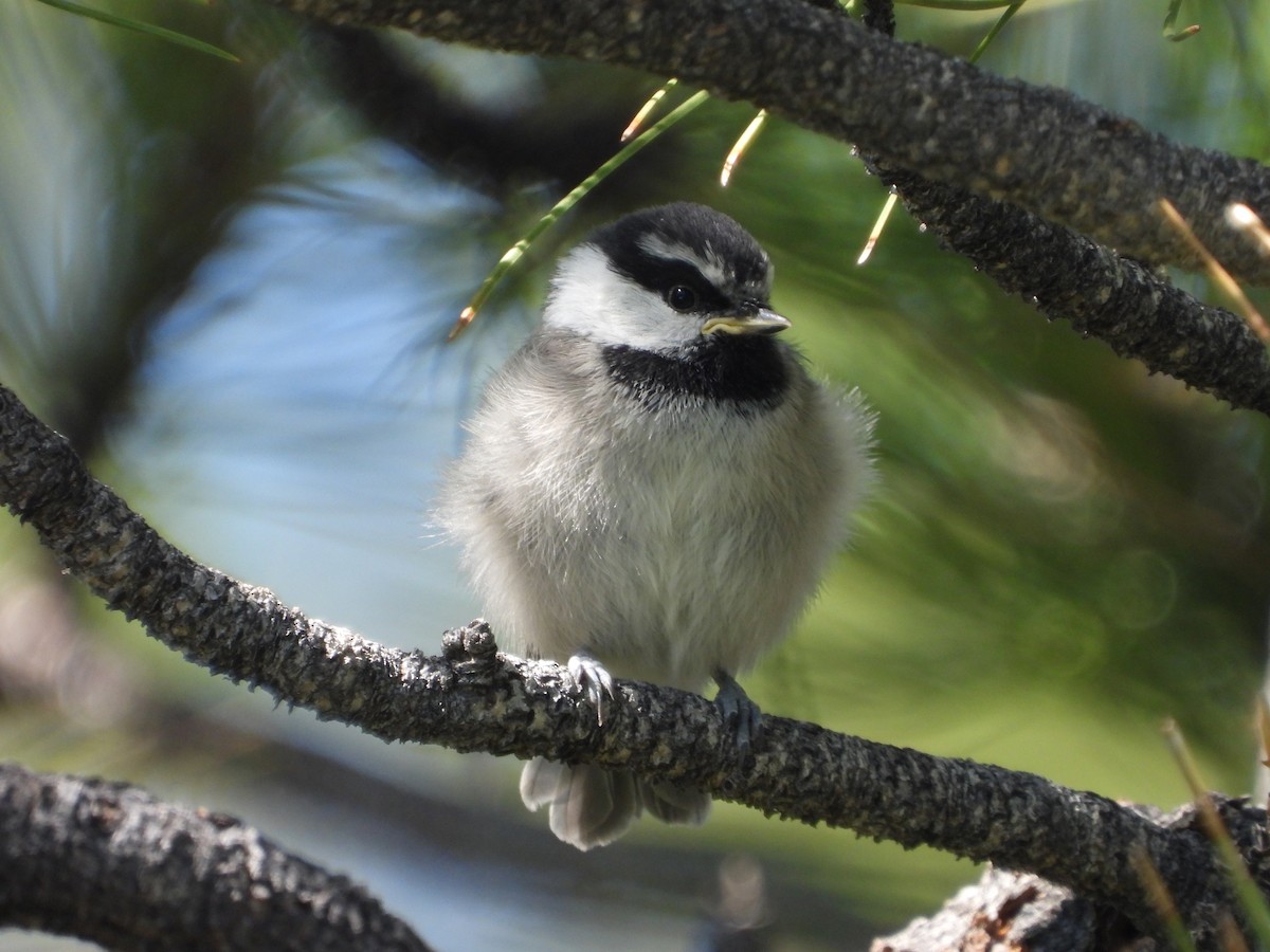 Mountain Chickadee - ML638294502
