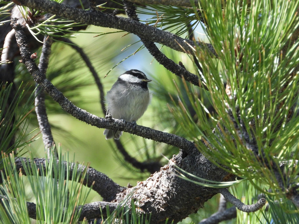 Mountain Chickadee - ML638294503