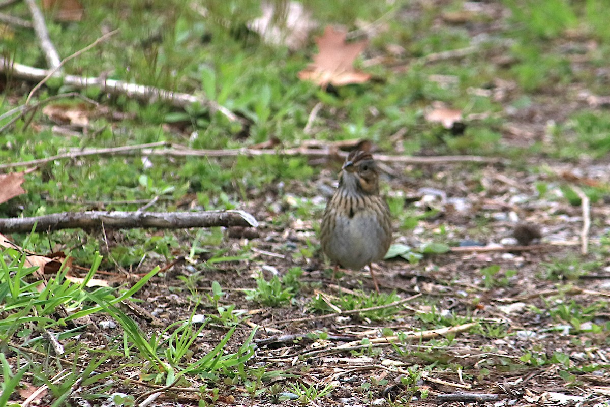 Lincoln's Sparrow - ML638294506