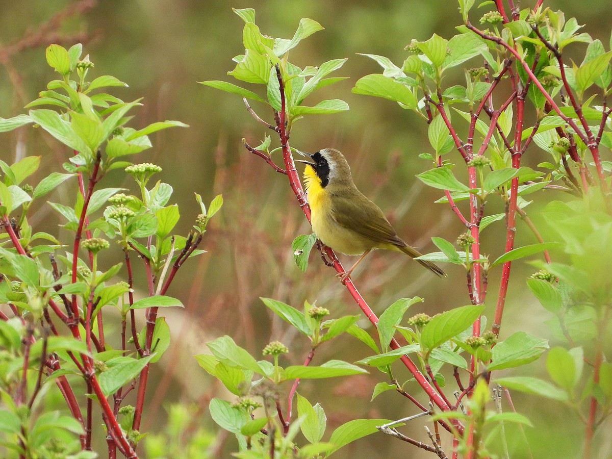 Common Yellowthroat - ML638294510