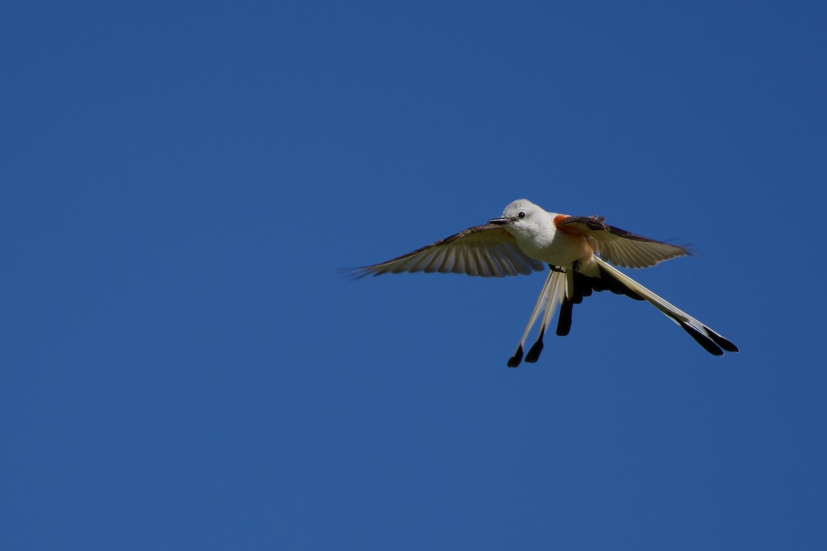 Scissor-tailed Flycatcher - ML638294546