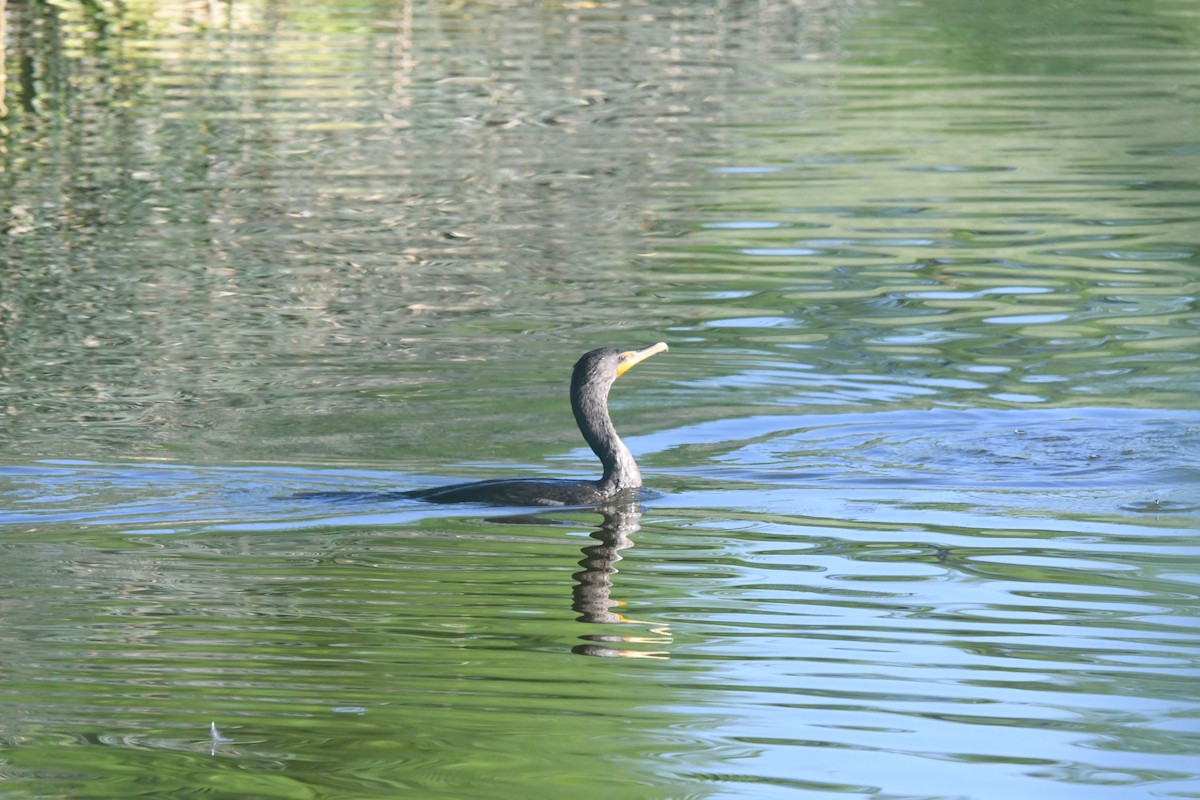 Cormorán Orejudo - ML638294556