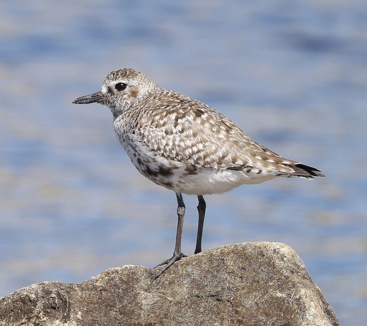Black-bellied Plover - ML638294561