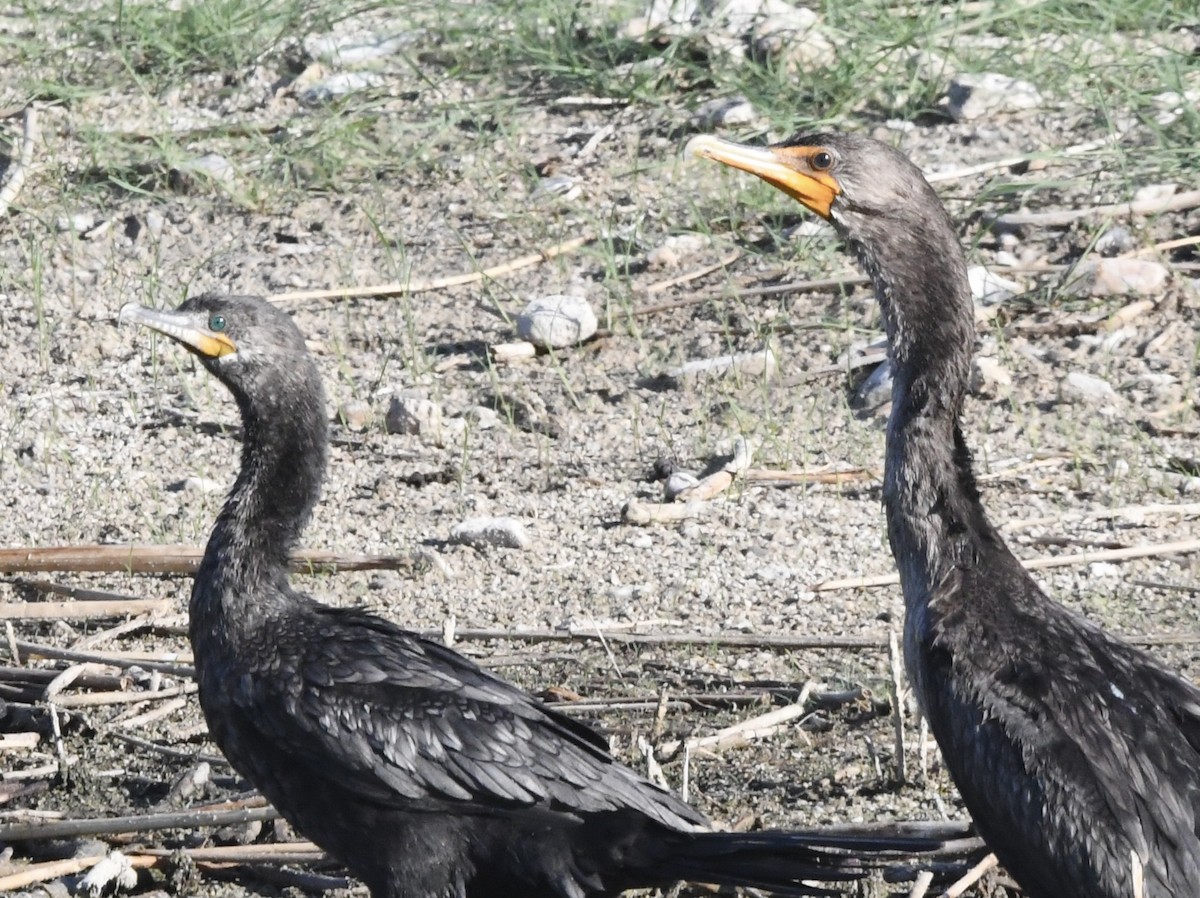 Cormorán Orejudo - ML638294562