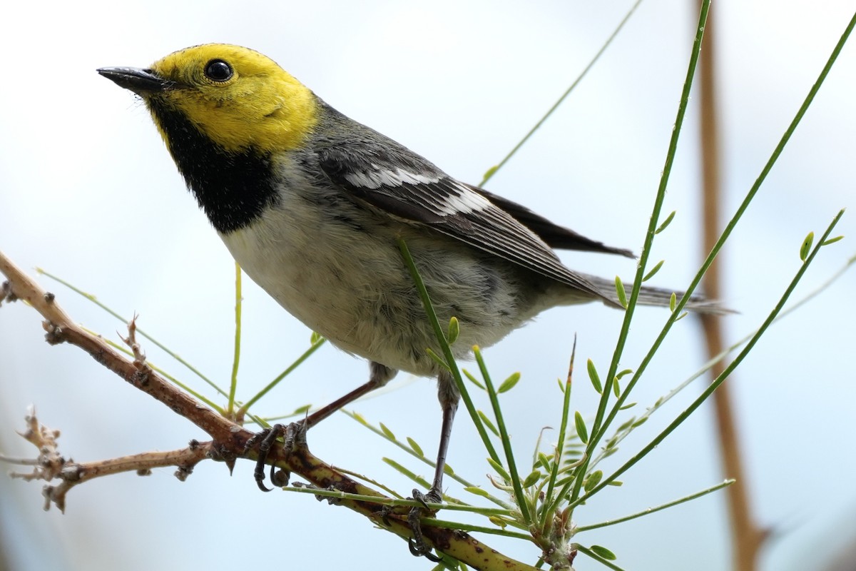 Hermit Warbler - ML638294567