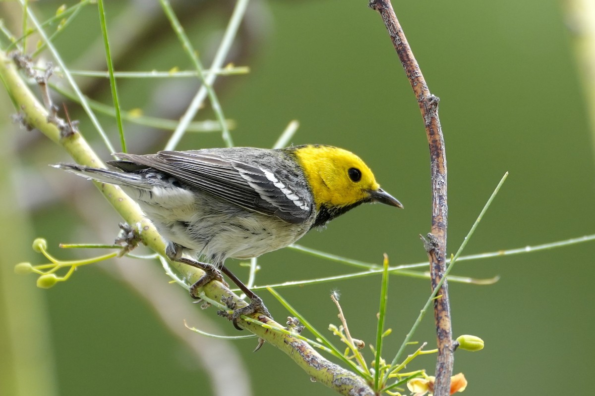 Hermit Warbler - ML638294568