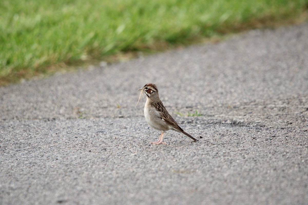 Lark Sparrow - ML638294573