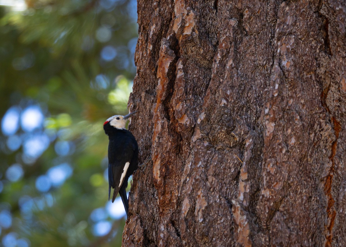 White-headed Woodpecker - ML638294597
