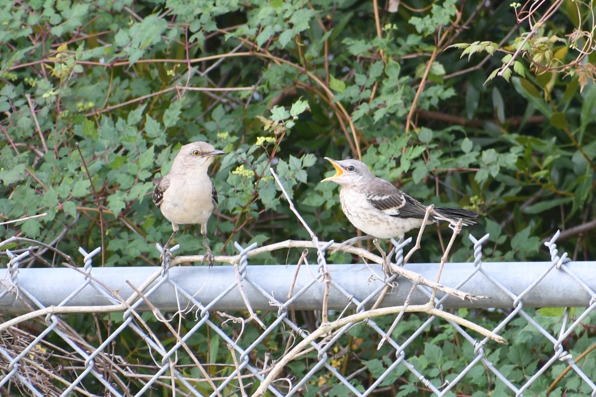 Northern Mockingbird - ML638294598
