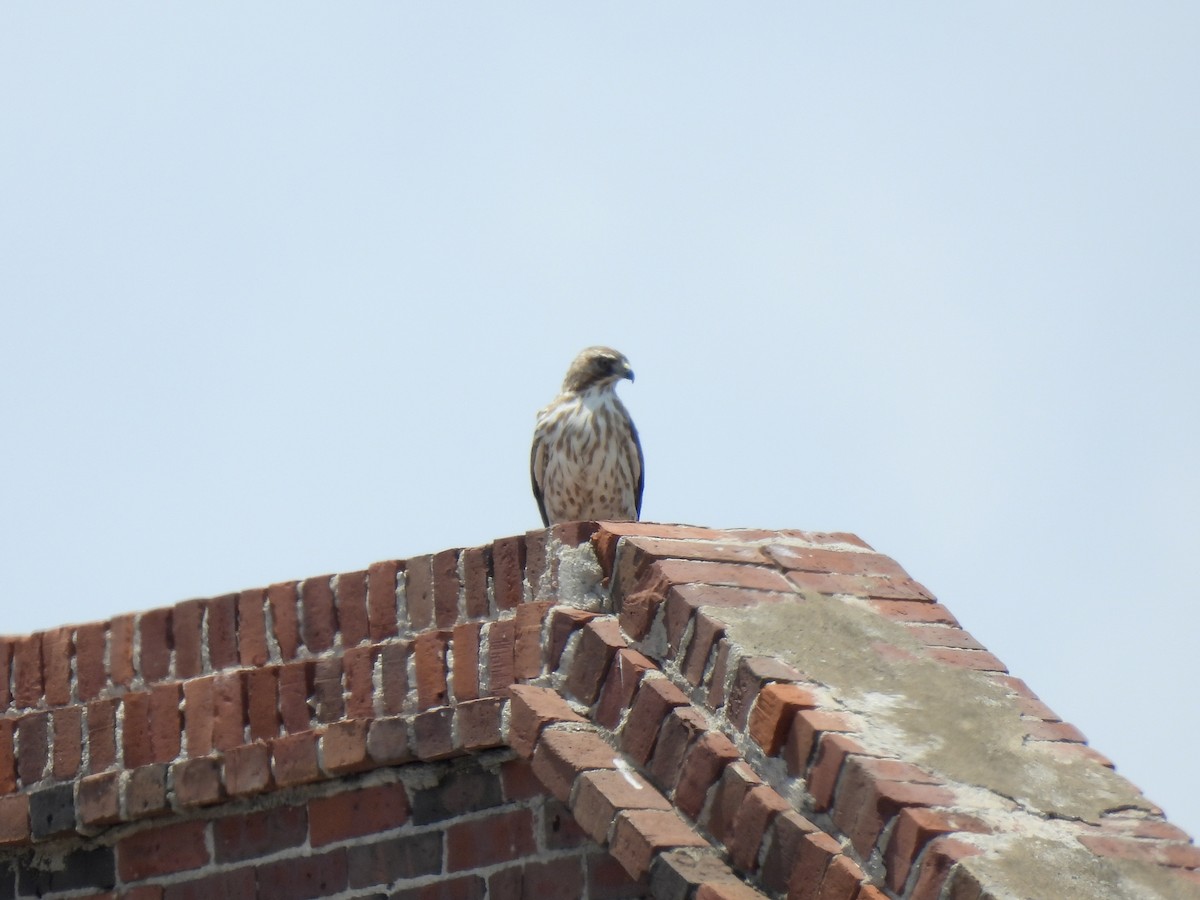Merlin (Taiga) - ML638294608