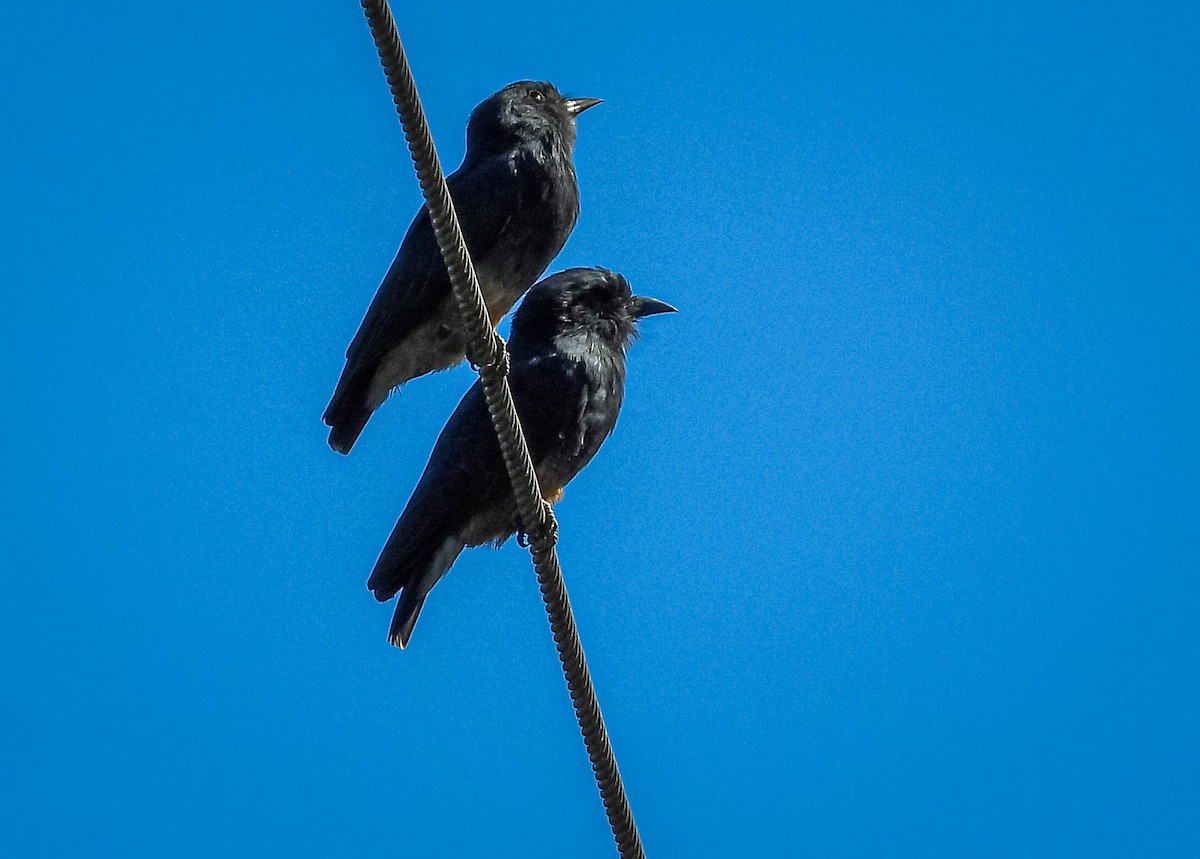 Swallow-winged Puffbird - ML638294611