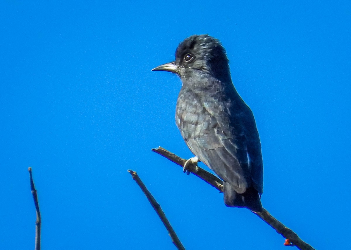 Swallow-winged Puffbird - ML638294612