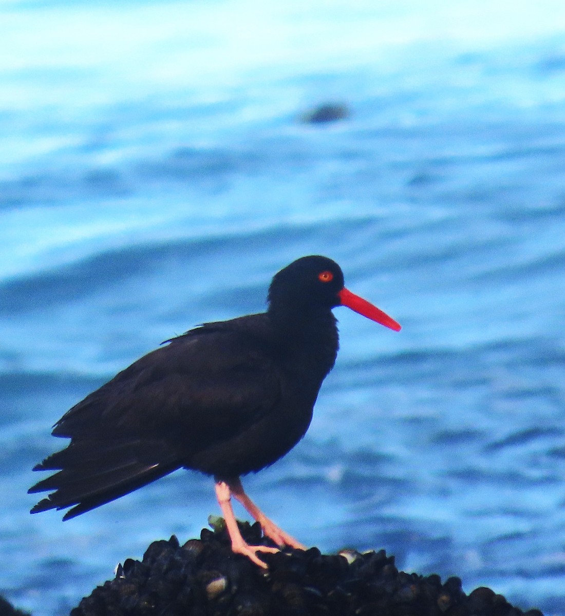 Black Oystercatcher - ML638294614