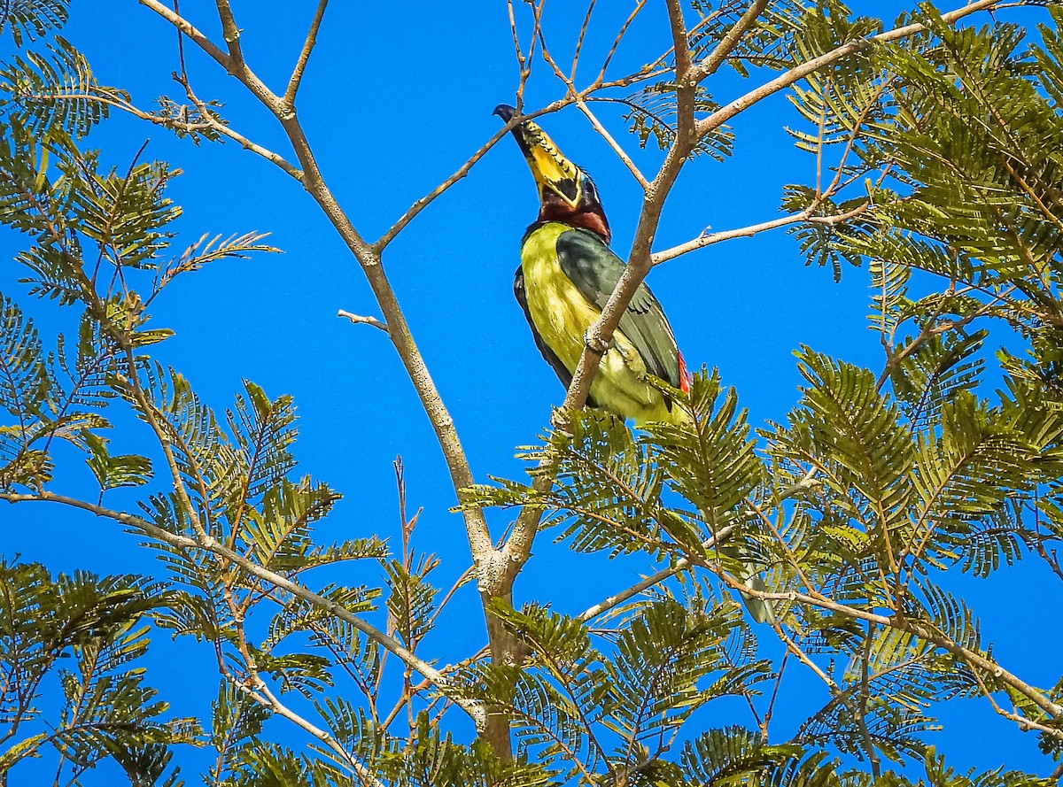Lettered Aracari - ML638294615