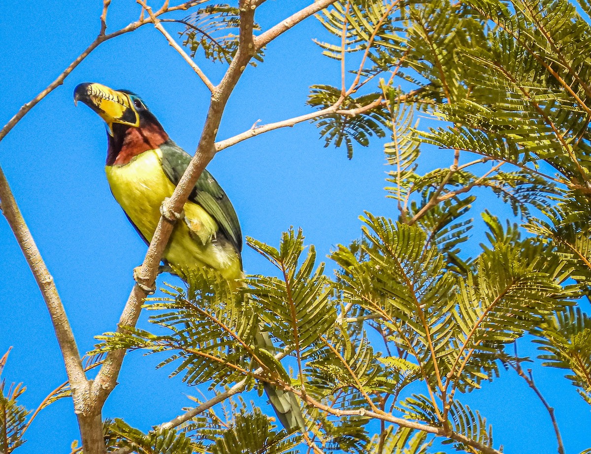 Lettered Aracari - ML638294616