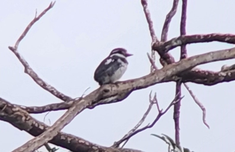 Pied Puffbird - ML638294617