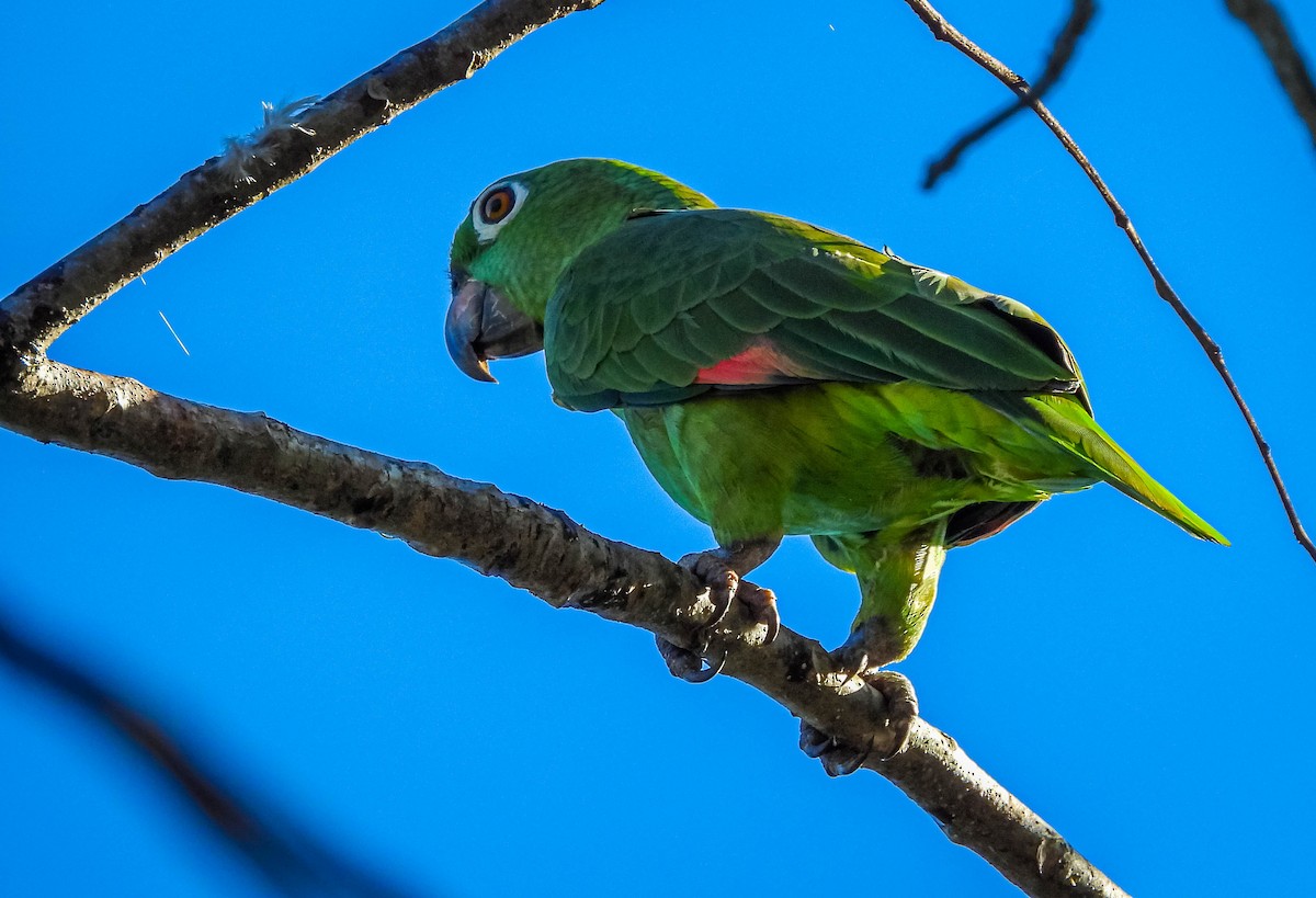 Yellow-crowned Amazon - ML638294619