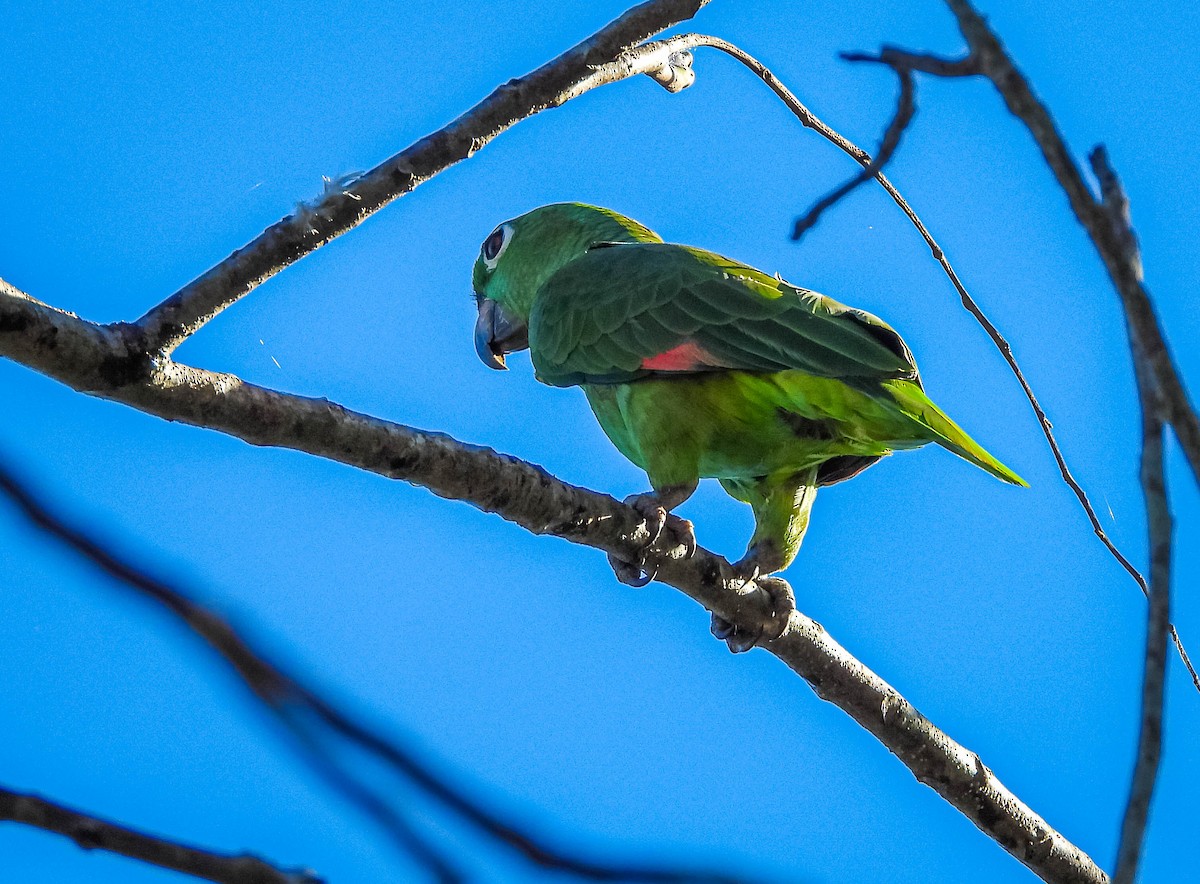 Yellow-crowned Amazon - ML638294620