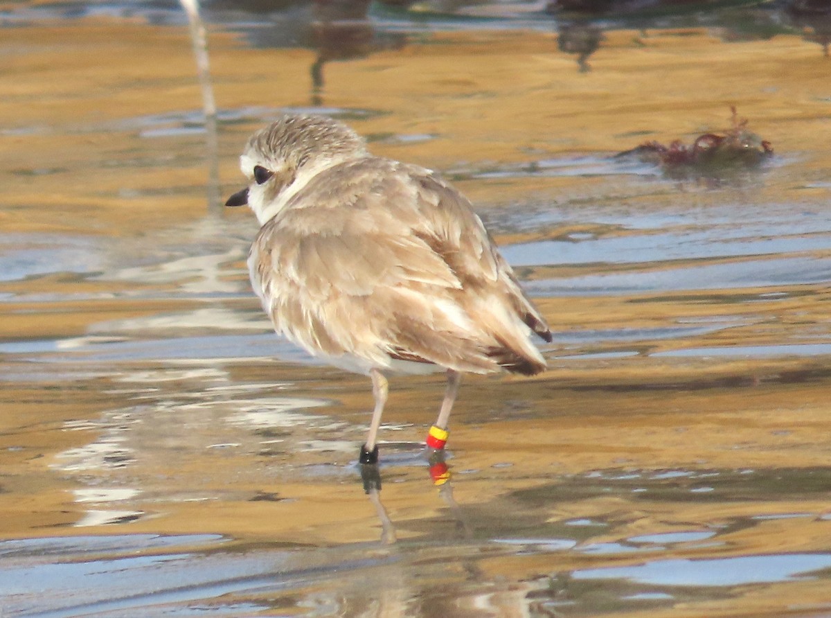 Snowy Plover - ML638294631
