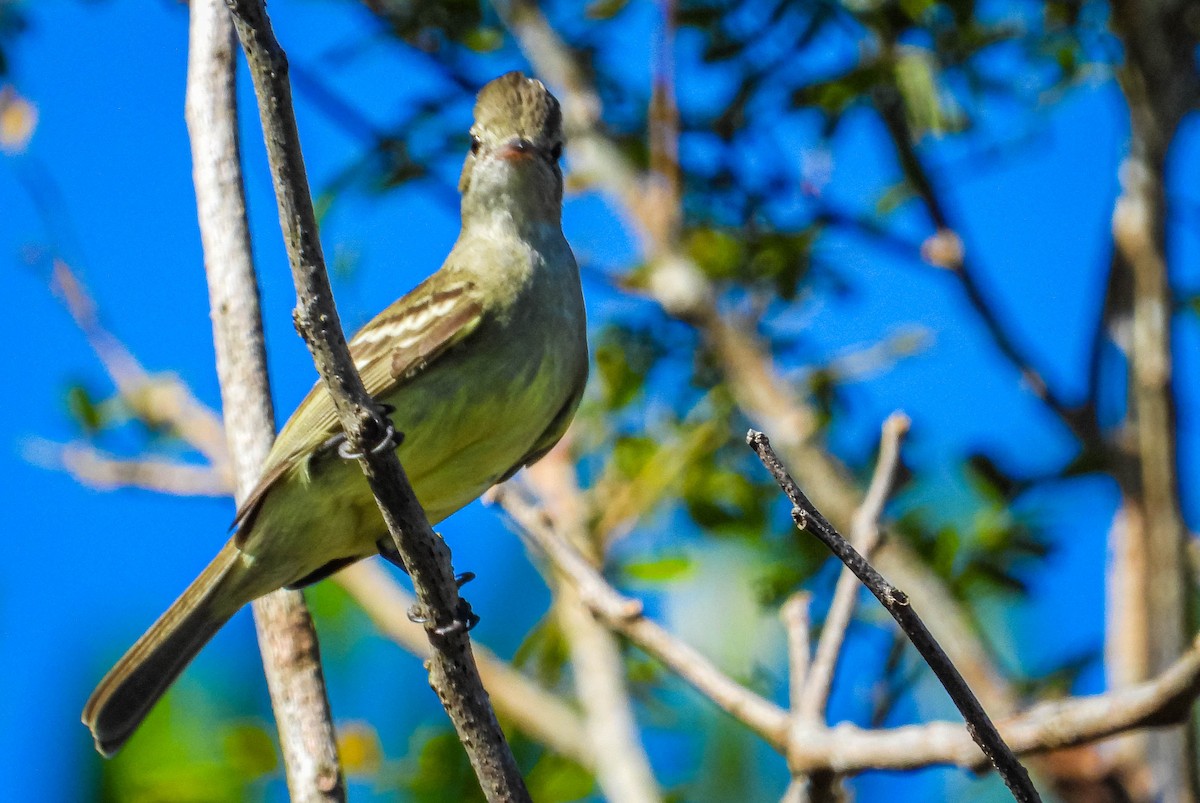 Yellow-bellied Elaenia - ML638294632