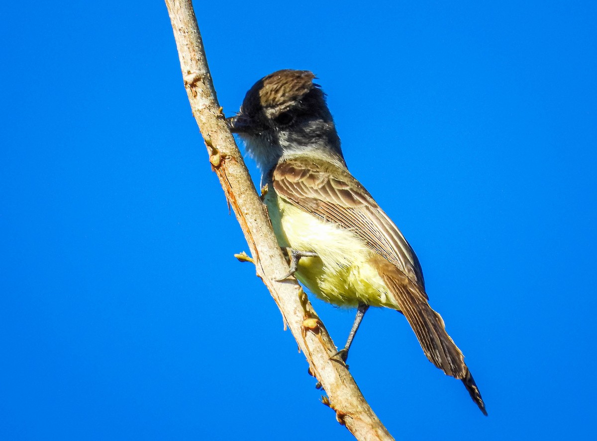 Short-crested Flycatcher - ML638294633