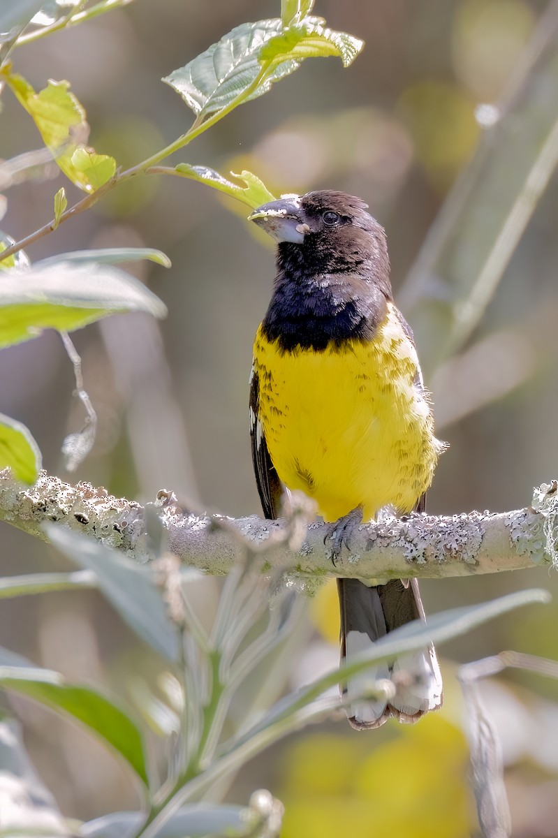 Black-backed Grosbeak (Yellow-rumped) - ML638294634