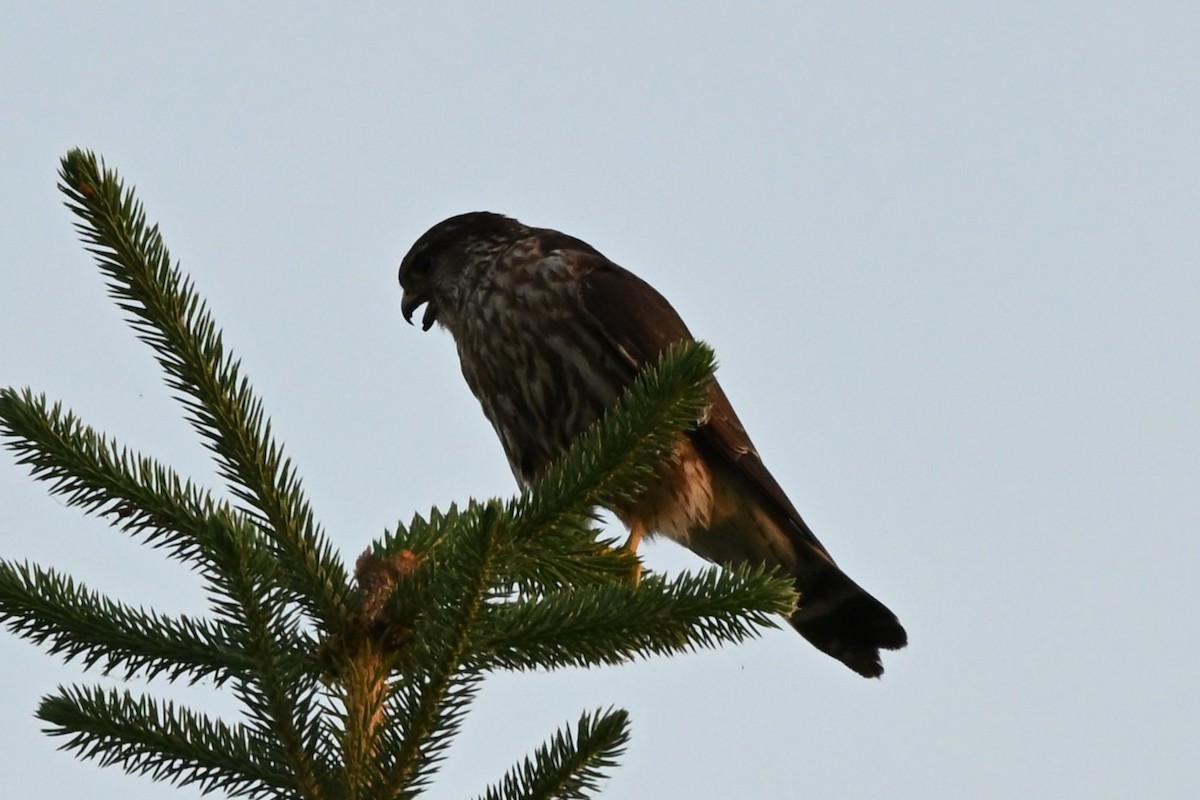 Merlin - ML638294639