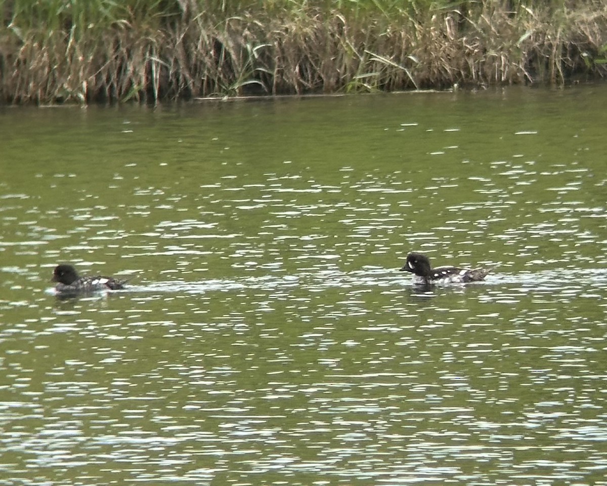 Barrow's Goldeneye - ML638294643