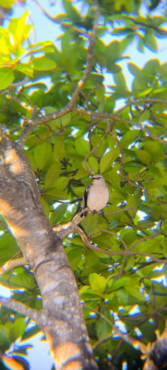 Tropical Mockingbird - ML638294644