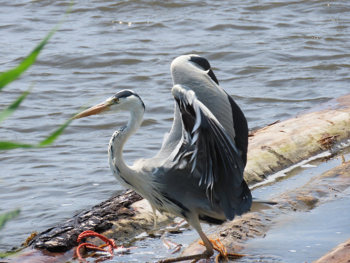 Gray Heron - ML638294645