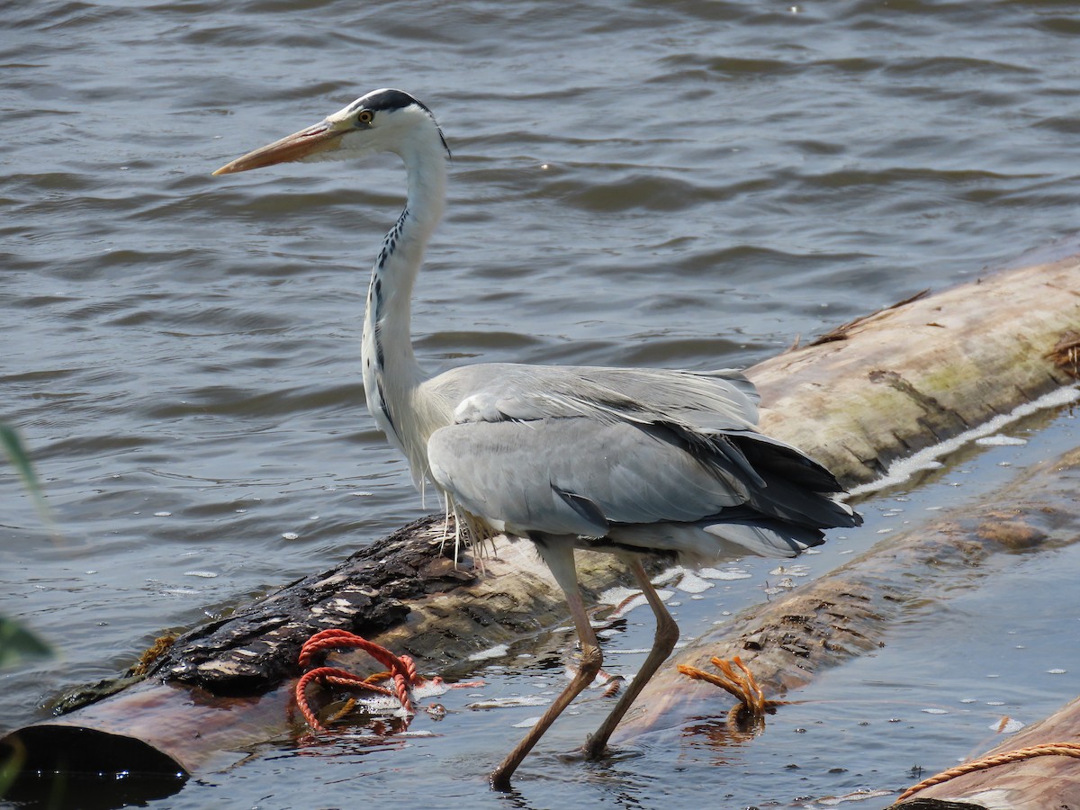 Gray Heron - ML638294646