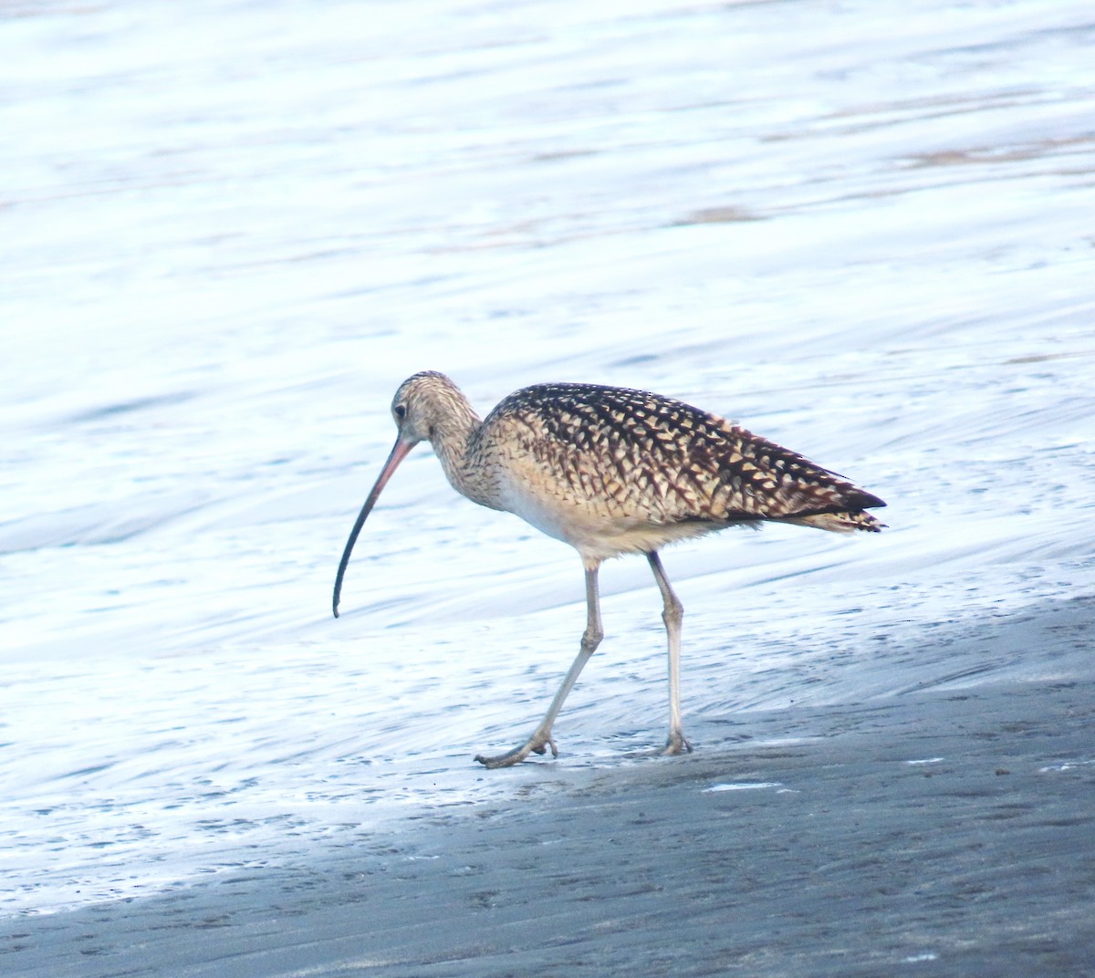 Long-billed Curlew - ML638294650