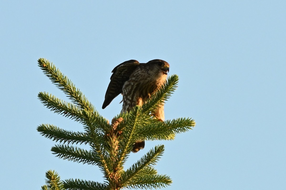 Merlin - ML638294651