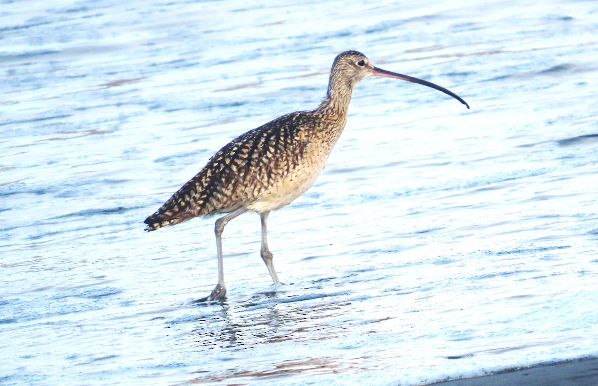 Long-billed Curlew - ML638294652