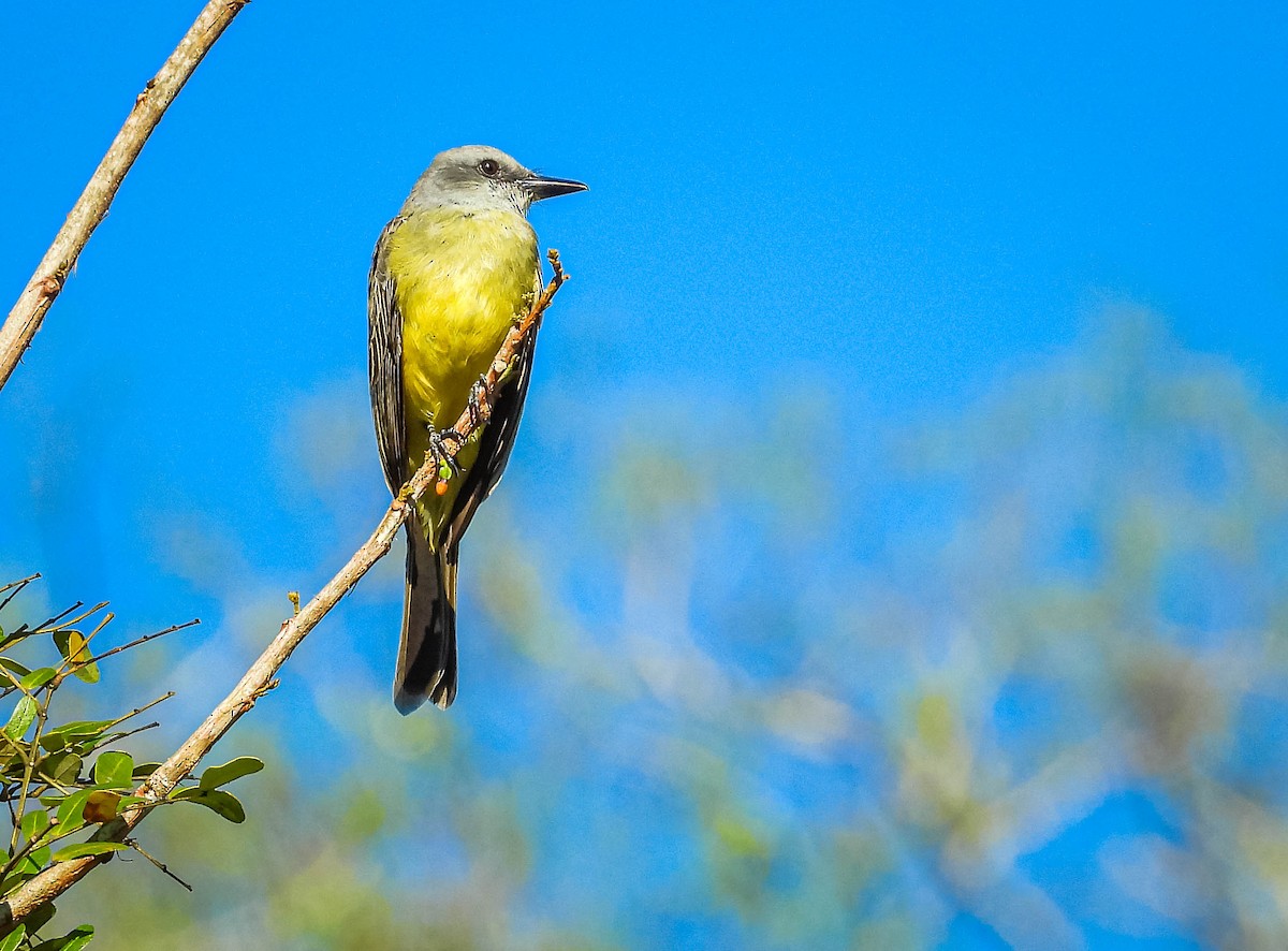 Tropical Kingbird - ML638294655