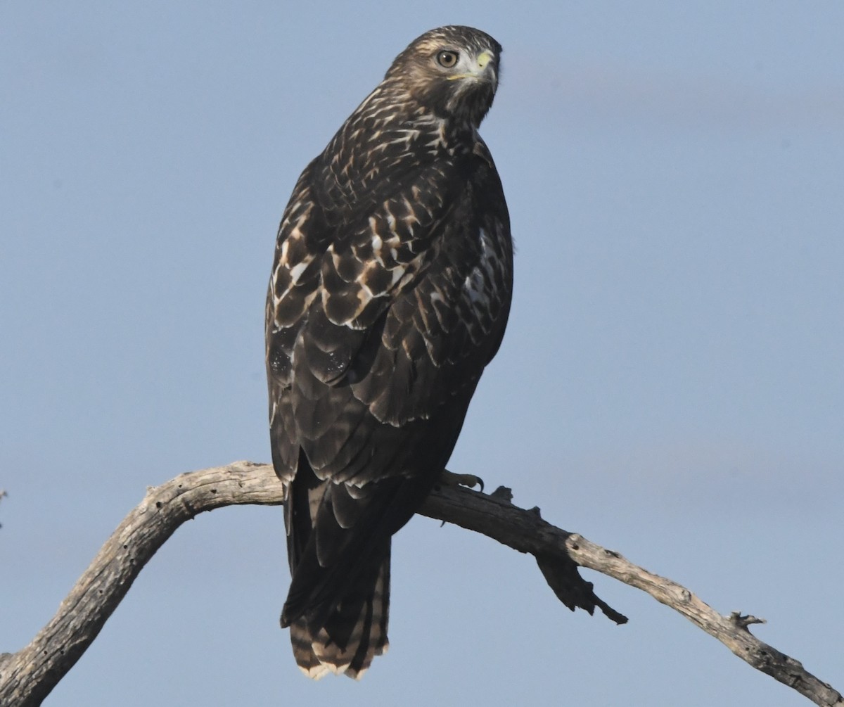 Red-tailed Hawk - ML638294656