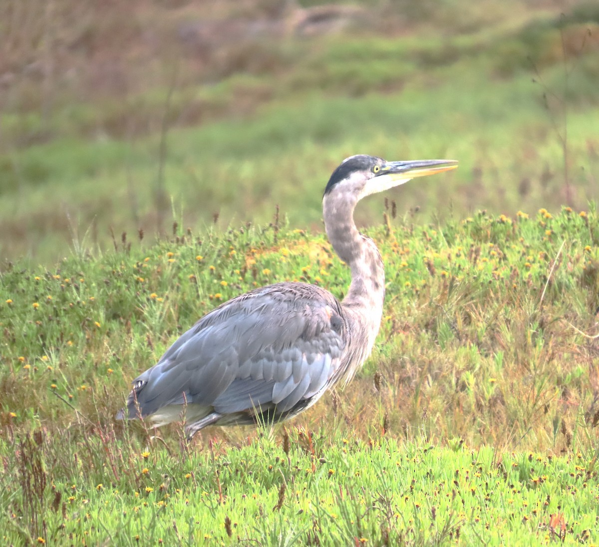 Great Blue Heron - ML638294658